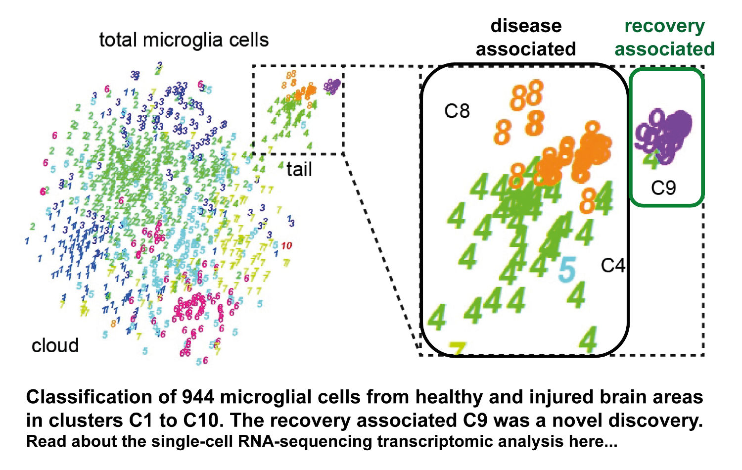 Unique microglia recovery
            population revealed by single-cell RNAseq following neurodegeneration.